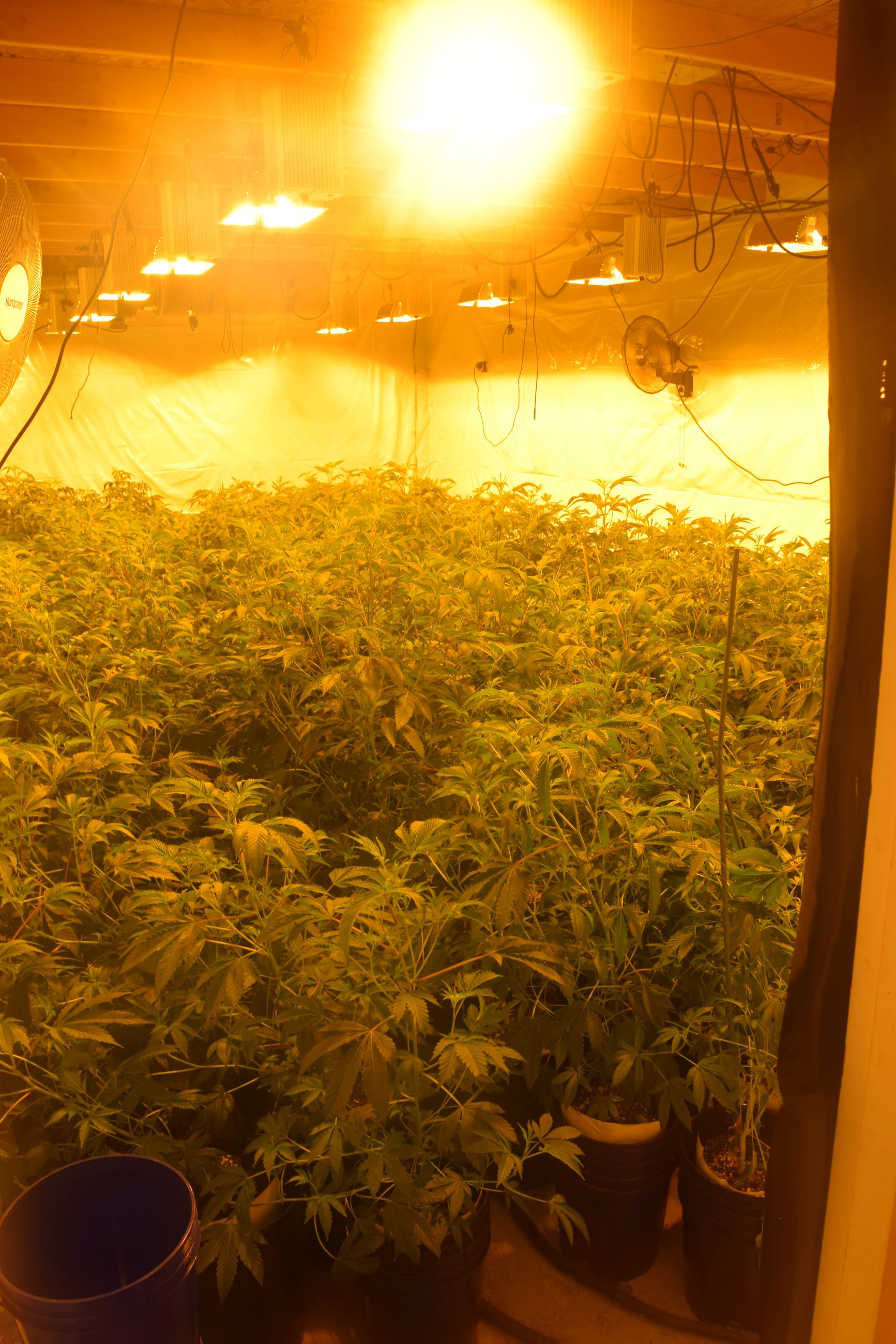 Marijuana Arrest Case 201603005